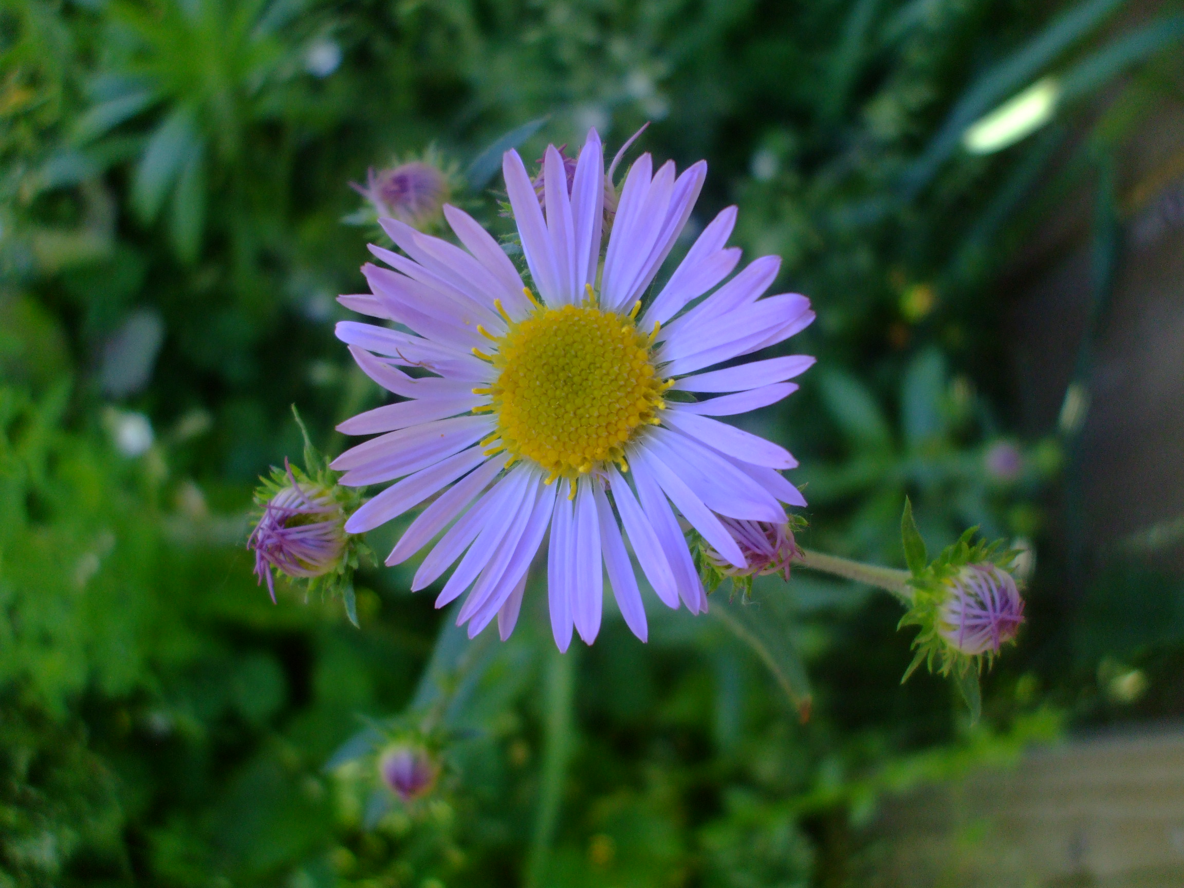 Symphyotrichum chilense